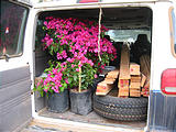 Pátzcuaro - Van Full of Stuff - Plants Wood