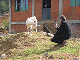 Brian Photographing Goat