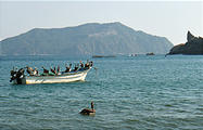 Melaque - Pelicans on Boat