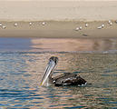 Melaque - Beach - Pelican