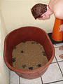 Barra de Navidad - Bin of Just Hatched Baby Sea Turtles