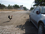 Melaque - Chicken Crossing Road