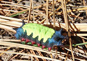 Michoacán - Christmas Day - Rancho Madroño - Caterpillar