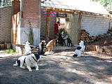 Michoacán - Christmas Day - Rancho Madroño - Dogs - Studio