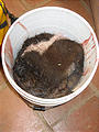 Rancho Madroño - Cow Skin in Bucket (photo by Geoff)