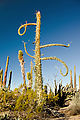 Baja - Cactus Forest - Boojum
