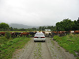 Cows Blocking Road