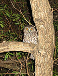 Morepork (owl)