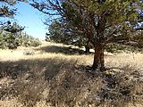 Crooked River National Grassland - Oregon - Shade