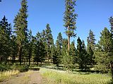 Ochoco National Forest - Oregon - Campsite