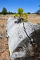 Ochoco National Forest - Oregon - Cold Springs Guard Station Landing Field - Baby Tree in Log
