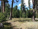 Malheur National Forest - Oregon - Campsite - Keeney Meadows