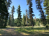 Umatilla National Forest - Oregon - Campsite - Happy Jack Spring