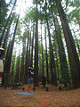 Redwood National Park Laura Yoga (October 08, 2004 8:39 AM)
