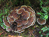 Redwood National Park Mushroom (October 09, 2004 12:52 PM)