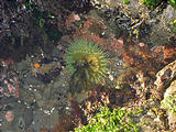 Sunset Bay State Park Anemone Tidepools (October 12, 2004 5:39 PM)
