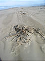 Oregon Dunes NRA (October 15, 2004 10:56 AM)