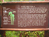 Darlingtonia Sign (October 17, 2004 3:54 PM)