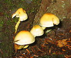 Mushroom (October 17, 2004 3:59 PM)