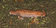 Cape Perpetua Salamander Without Tail (October 18, 2004 4:00 PM)