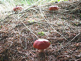 Mushroom (October 19, 2004 10:54 AM)