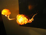 Newport Oregon Coast Aquarium Jellyfish (October 19, 2004 11:45 AM)