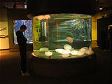 Newport Oregon Coast Aquarium Laura Jellyfish (October 19, 2004 11:48 AM)
