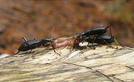 Drift Creek Falls Bugs Eating Worm (October 20, 2004 3:32 PM)