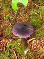 Drift Creek Falls Purple Mushroom (October 20, 2004 4:19 PM)