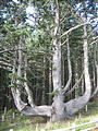 Camp Meares Octopus Tree (October 21, 2004 3:55 PM)