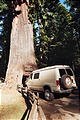 Redwoods - Sportsmobile (photo by Laura)