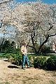 Cherry Trees - Jim
