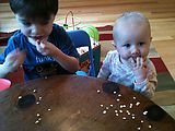 Eating Oats - Keston - Lyra Eating Oats - Keston - Lyra
