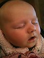 Lyra - Sleeping at Dinner