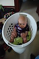 Lyra - In Basket
