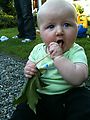 Lyra - Eating Leaf