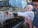 Lyra - Animals - Pigs - It was all fun until I got nibbled by a pig! Lyra - Animals - Pigs - It was all fun until I got nibbled by a pig!