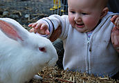 Lyra - Animals - Cheered by Bunnies Lyra - Animals - Cheered by Bunnies