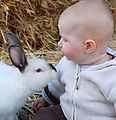 Lyra - Animals - Bunnies Lyra - Animals - Bunnies