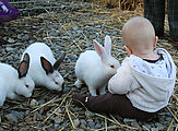 Lyra - Animals - Bunnies Lyra - Animals - Bunnies