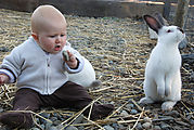 Lyra - Animals - Bunnies Lyra - Animals - Bunnies