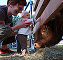 Lyra - Animals - Cow - Laura Lyra - Animals - Cow - Laura