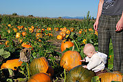 Lyra - Pumpkins Lyra - Pumpkins