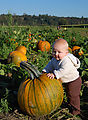 Lyra - Pumpkins Lyra - Pumpkins