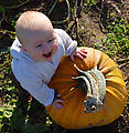 Lyra - Pumpkins Lyra - Pumpkins