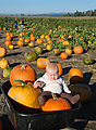 Lyra - Pumpkins Lyra - Pumpkins