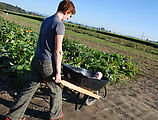 Lyra - Wheelbarrow - Laura Lyra - Wheelbarrow - Laura