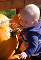Pumpkins - Lyra