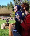 Petting Zoo - Goats - Laura - Lyra