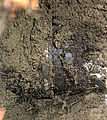 End of Old Sewer Line - Roots!